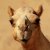 :iconcherlark: