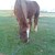 :iconcherokee-nrock: