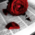 :iconCherreeAllure: