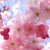 :iconcherrisakurablossom: