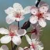 :iconcherry-blossom1234: