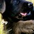 :iconcherry-kizzes: