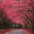 :iconcherry-mae-escoto: