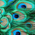 :iconcherryblossom461: