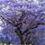 :iconcherryblossombell: