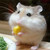 :iconcherrylunii: