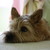 :iconcherrymist: