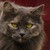 :iconcherrymoony: