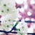 :iconcherryyy09: