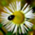 :iconcherubimons291: