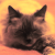 :iconcheshire102: