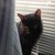 :iconcheshirecat16: