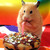 :iconcheshiremouse1: