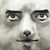 :iconcheshireph: