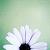:iconcheshiresmelody: