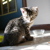 :iconchesirecatsmiles: