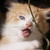 :iconchessur38: