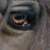 :iconchester-the-great:
