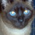 :iconchesterinn: