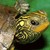 :iconchesterturtleton: