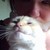 :iconchesurkat: