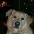:iconchevy114270:
