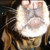 :iconcheynester: