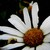 :iconchgangem: