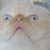 :iconchibiananas: