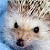 :iconchibihedgie: