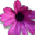 :iconchibijigglypuff: