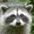 :iconchibisl2: