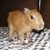 :iconchibitalia279: