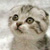 :iconchibiyali: