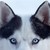 :iconchichipuppy99:
