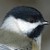 :iconchickadee-girl: