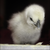 :iconchickengirly: