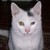 :iconchickenkitty2009: