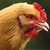 :iconchickens-rock: