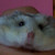 :iconchickiebianca: