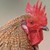 :iconchiefgunslinger1: