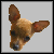 :iconchihuahua-fan-club:
