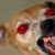 :iconChihuahuaofdoom: