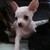 :iconchihuahuarocks: