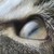 :iconchilihorse: