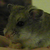 :iconchillytuna929: