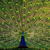 :iconchimera626: