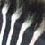 :iconchimmie:
