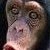 :iconChimpsmoothie: