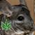 :iconchinchillasmokinweed: